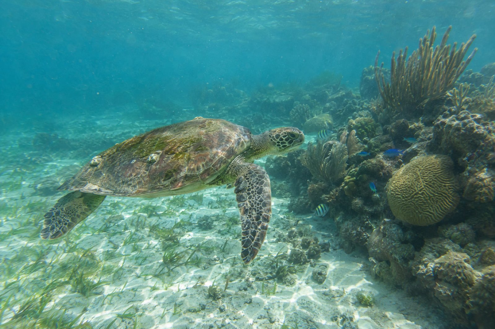 A green sea turtle swimming over seagrass beside a coral reef